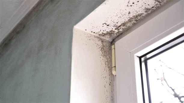 Mold Removal and Inspection in Leetonia, OH