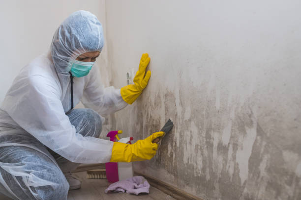 Best Mold Cleaning Services  in Leetonia, OH