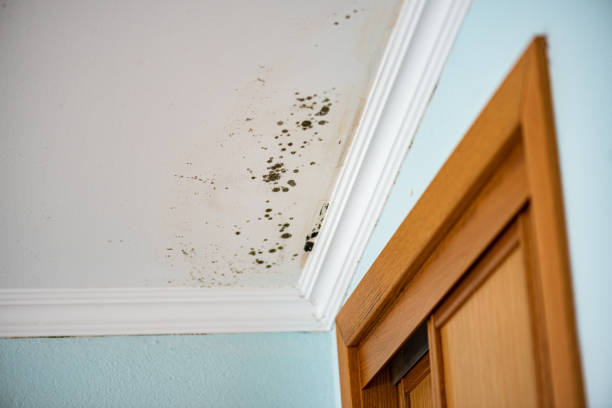 Best Emergency Mold Removal  in Leetonia, OH