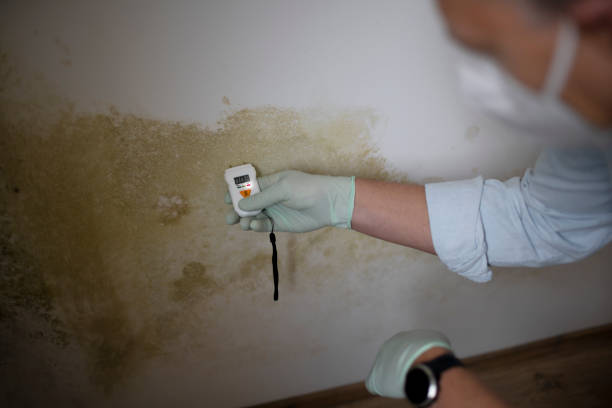 Best Mold Remediation Services  in Leetonia, OH